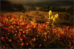 Rote Blaubeerblätter im Abendlicht...