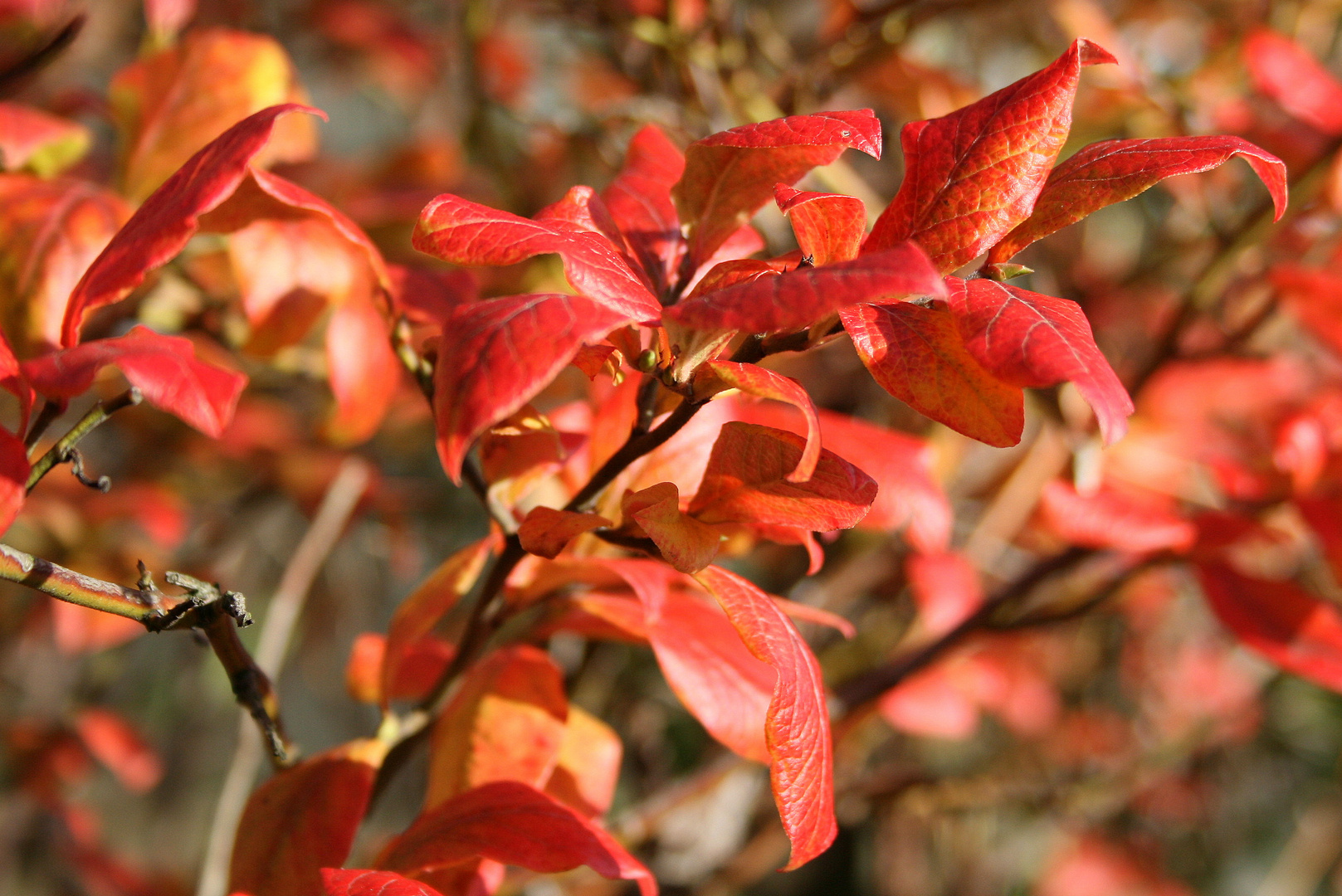 rote blau.beere