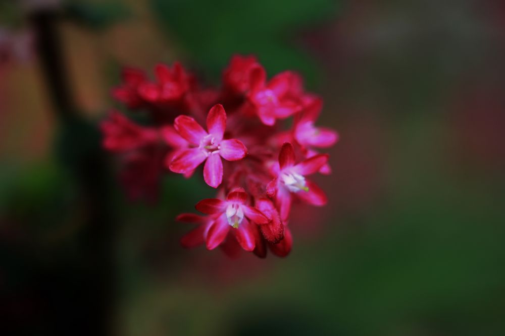 Rote Blümchen