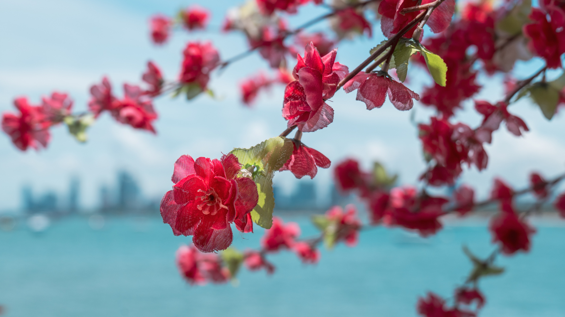 Rote Blümchen 