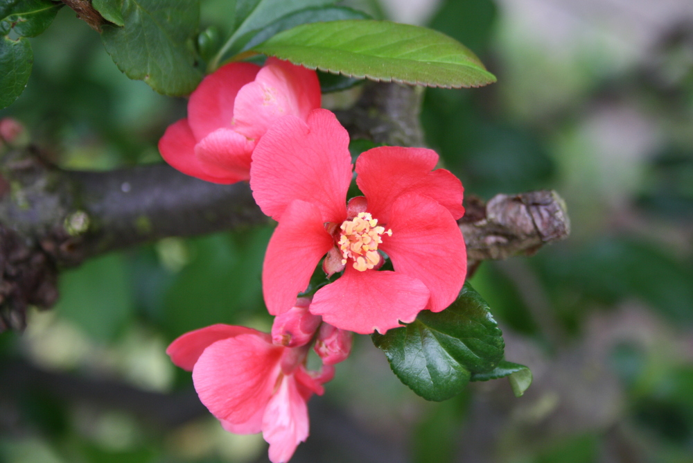 rote Blüte