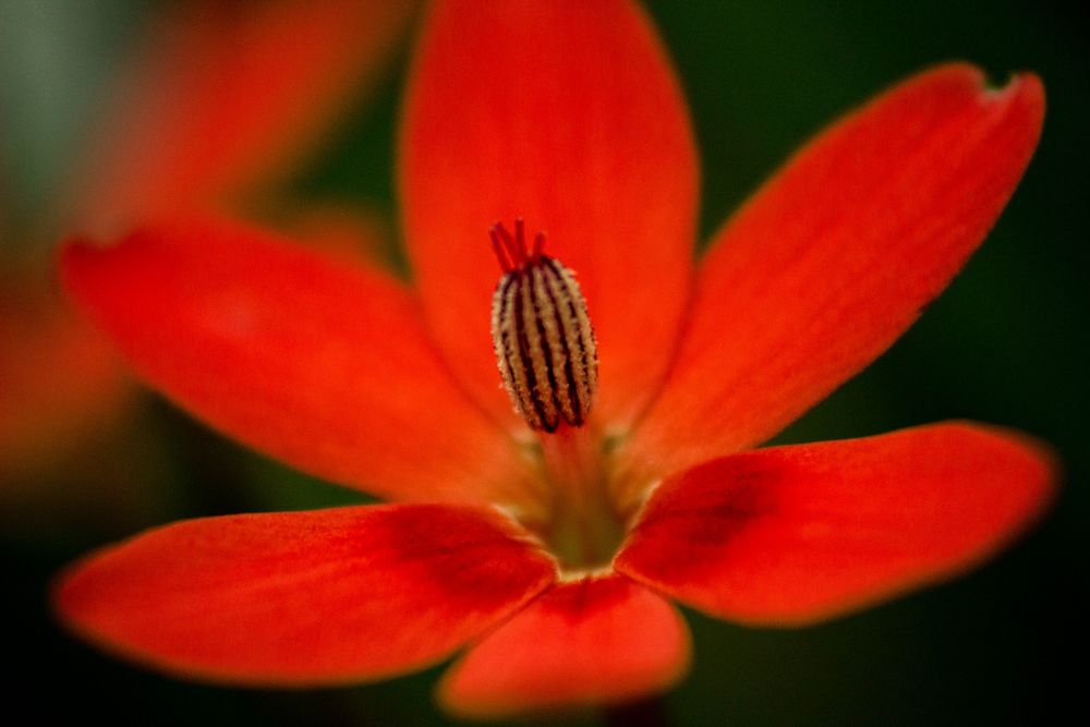 Rote Blüte