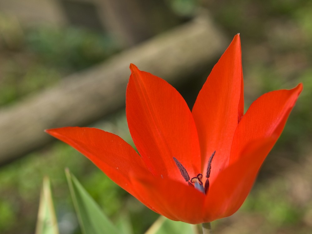 Rote Blüte