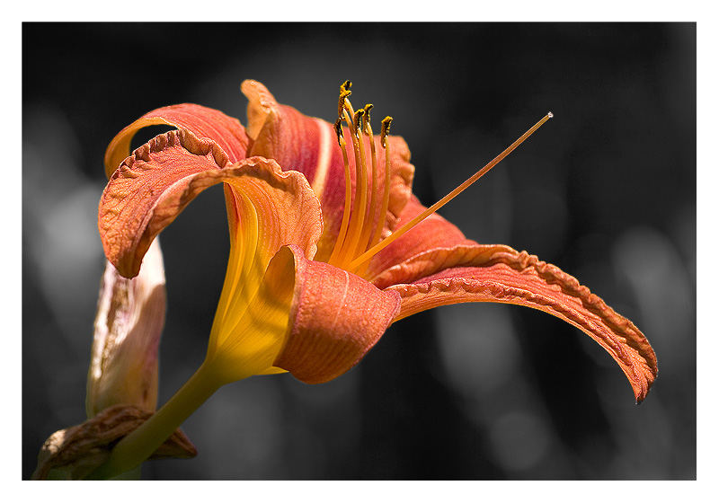 Rote Blüte