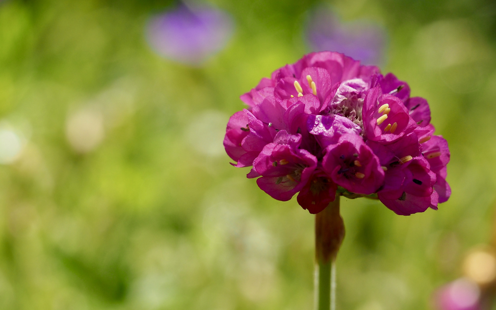 Rote Blüte