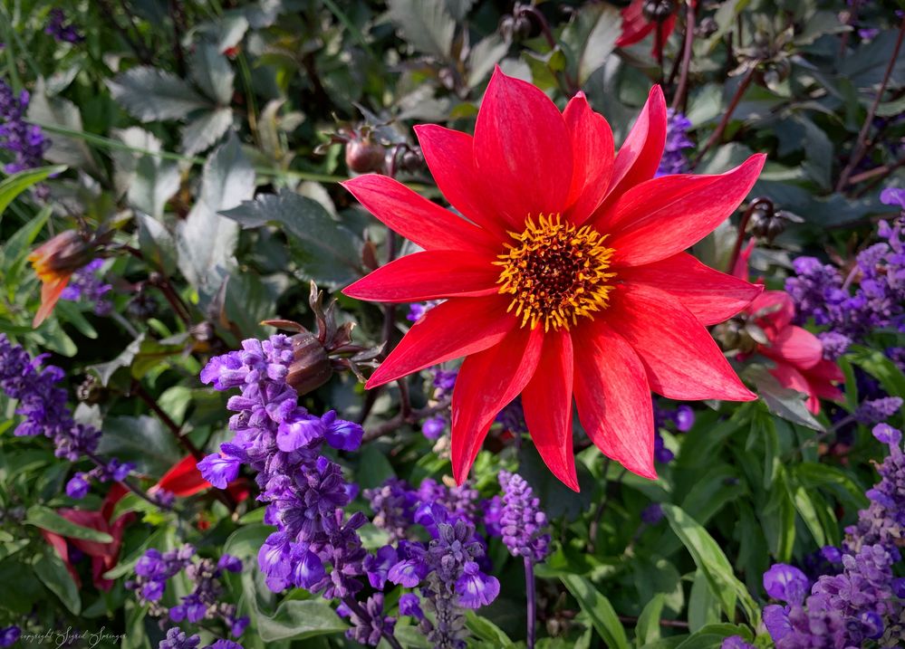 rote Blüte Foto & Bild spezial, natur, blumen Bilder auf