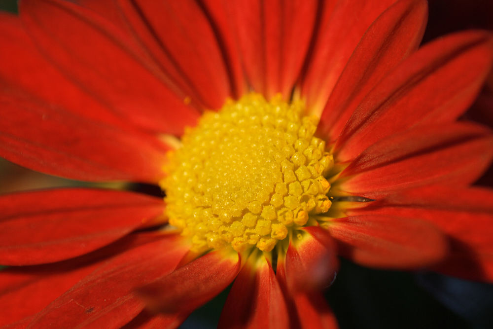 Rote Blüte