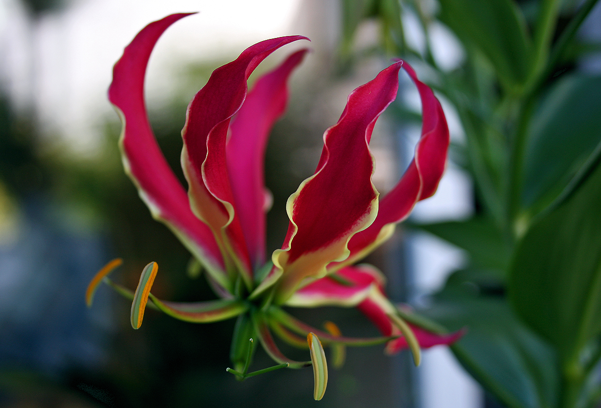rote Blüte Foto & Bild pflanzen, pilze & flechten, blüten