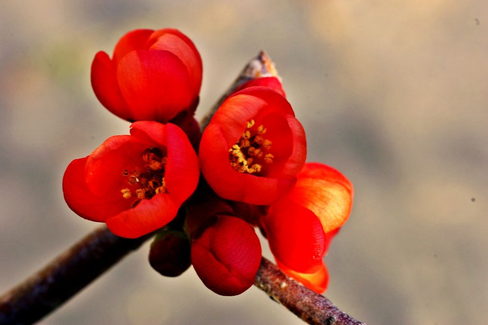 Rote Blüte. von Negroeg 