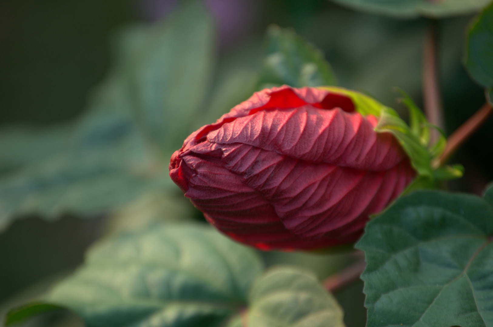 Rote Blüte