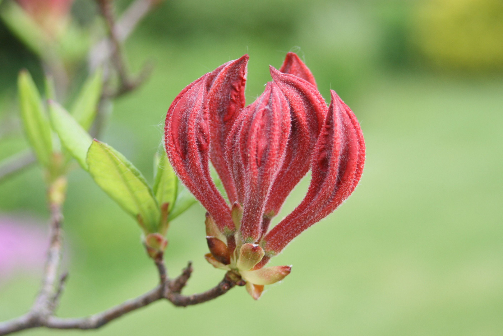 " Rote Blüte "