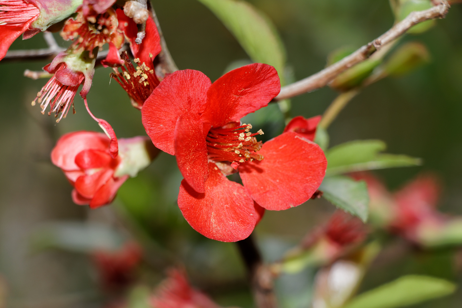 rote Blüte