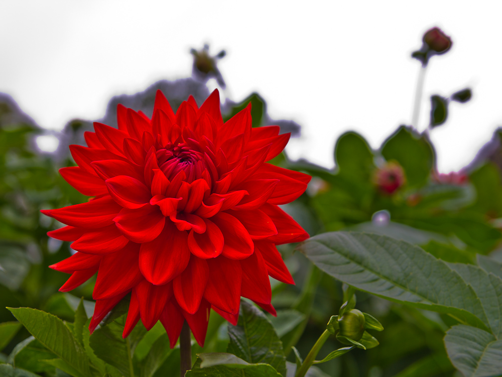 rote Blüte