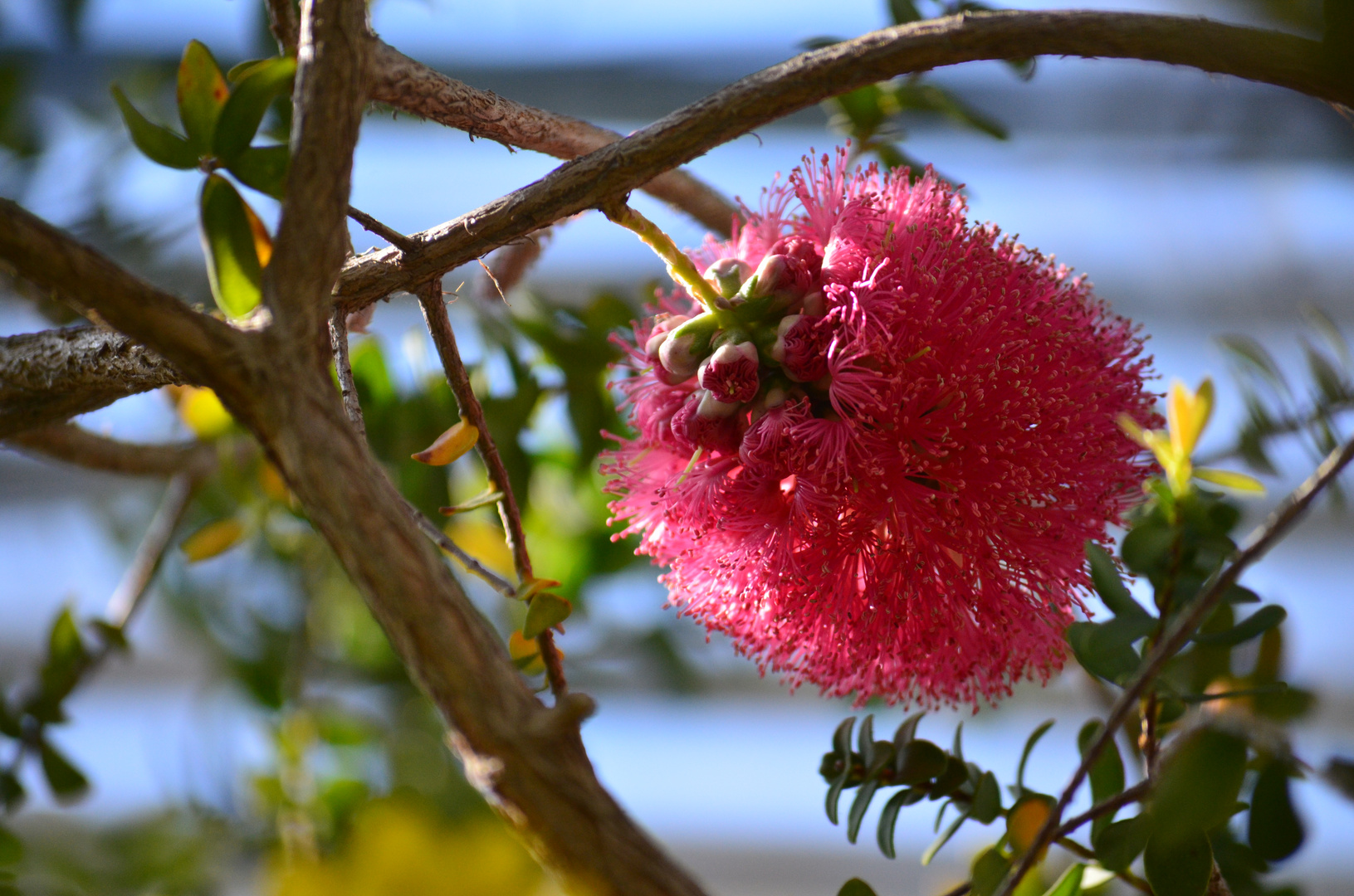 Rote Blüte