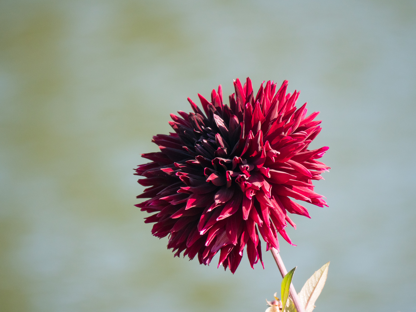 Rote Blüte