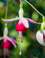 Rote Blüte