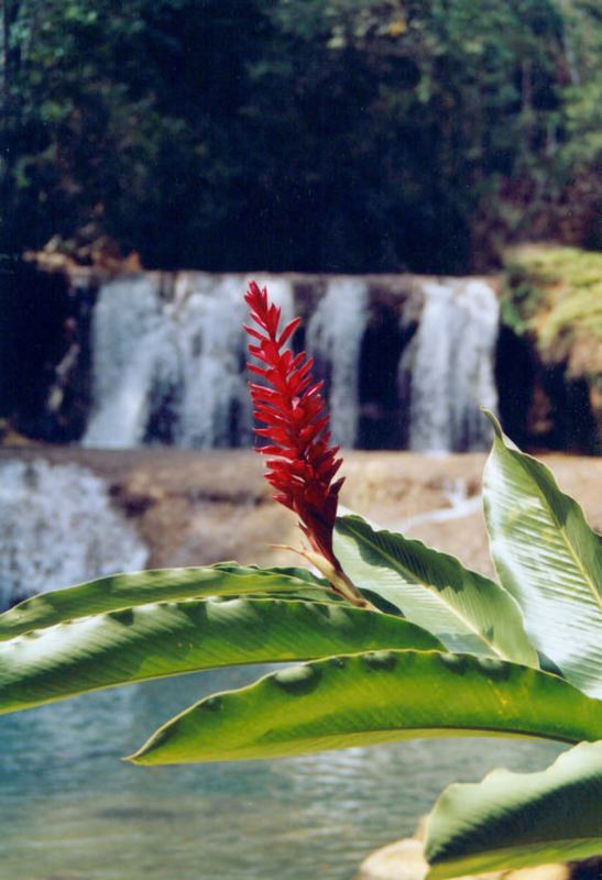 Rote Blüte aus Jamaika