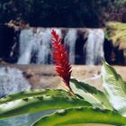 Rote Blüte aus Jamaika