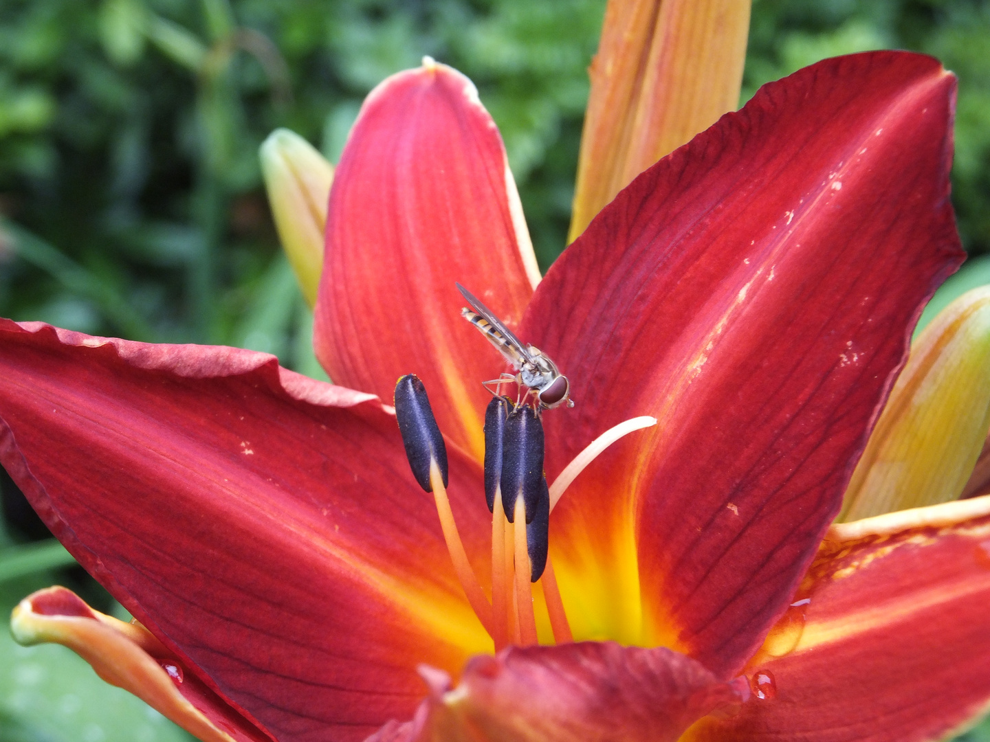 rote Blüte