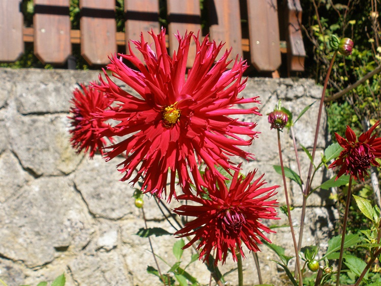 Rote Blüte