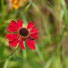 Rote Blüte