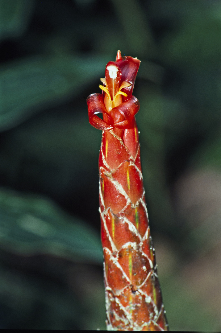 rote Blüte 