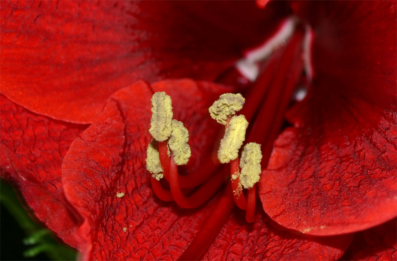 rote Blüte