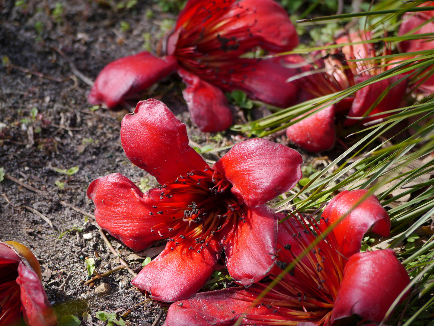 rote Blüte