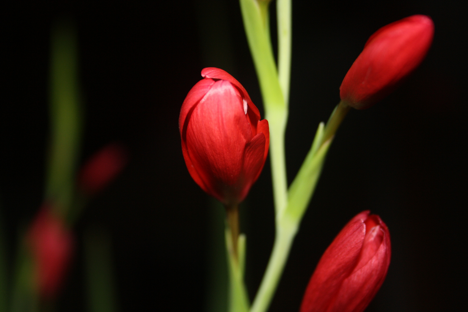 rote Blüte