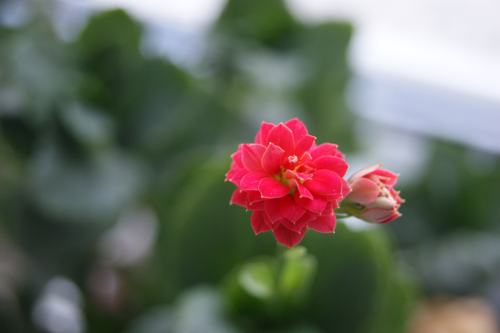 Rote Blüte