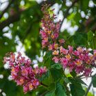 rote Blüte der Kastanie