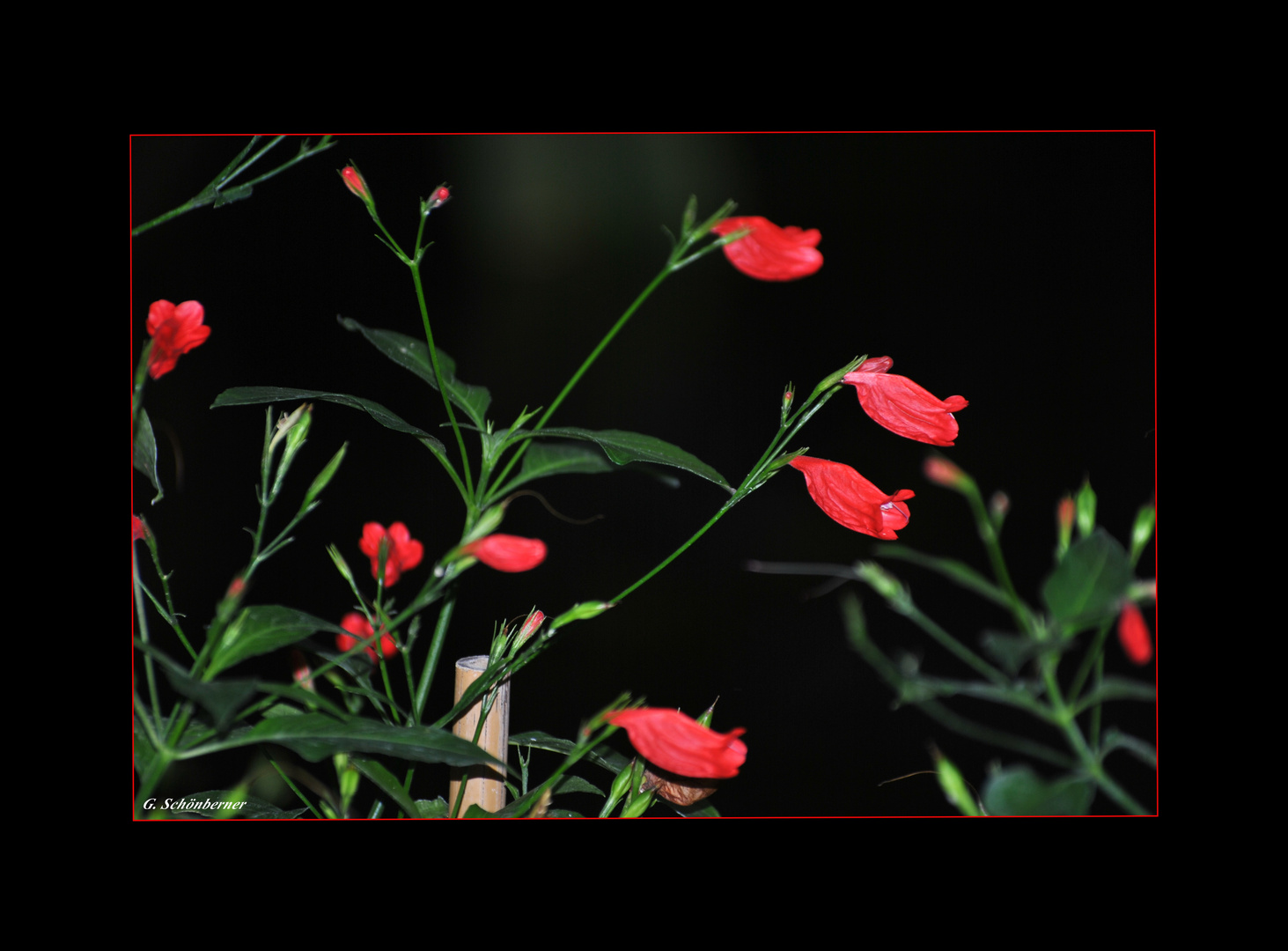 Rote Blüte