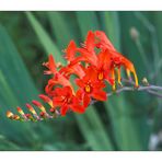 rote Blüte ...