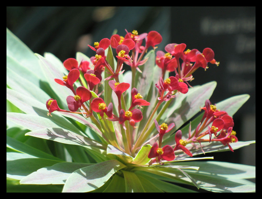 Rote Blüte