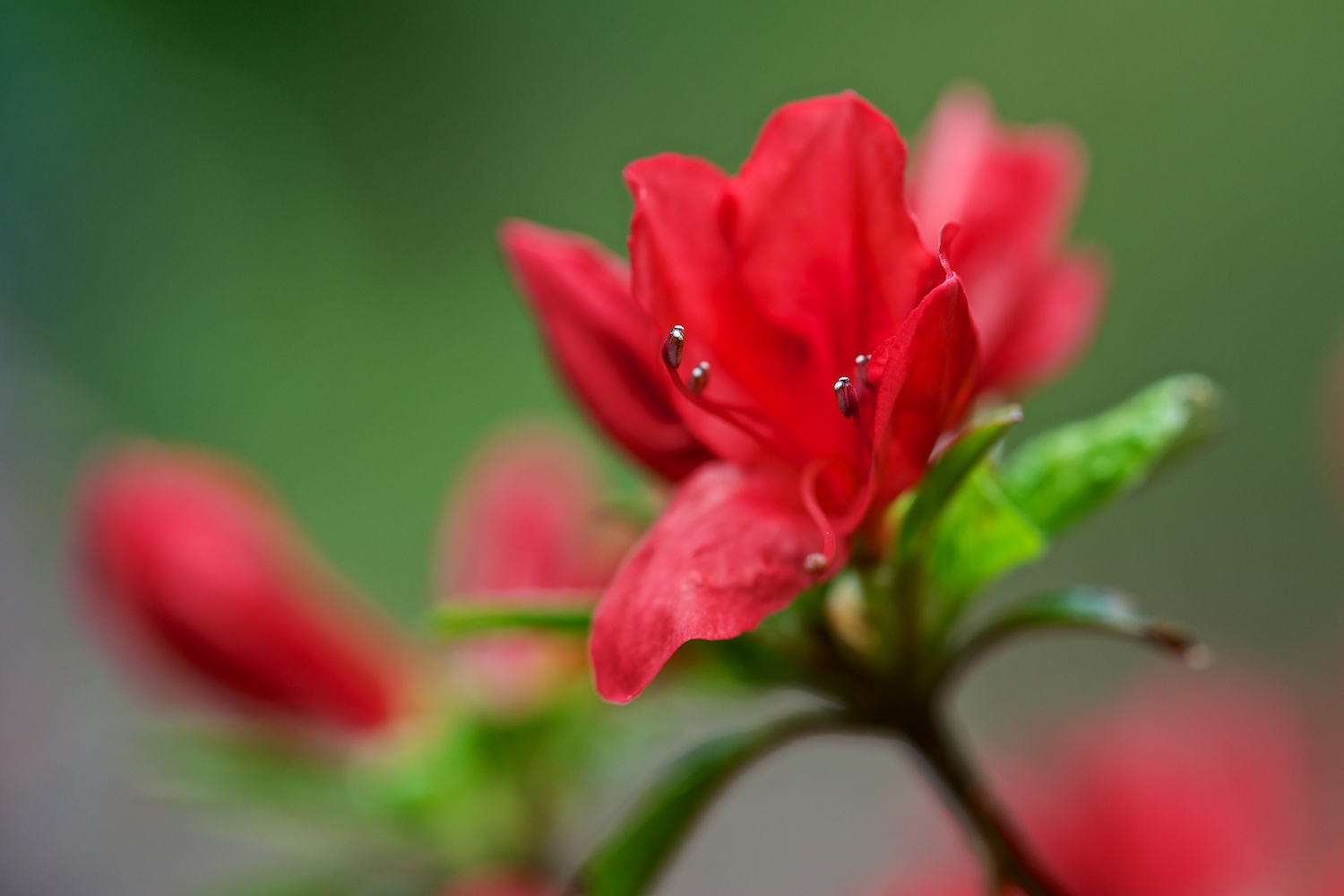 rote Blüte