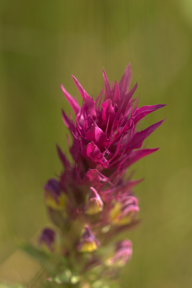 rote Blüte