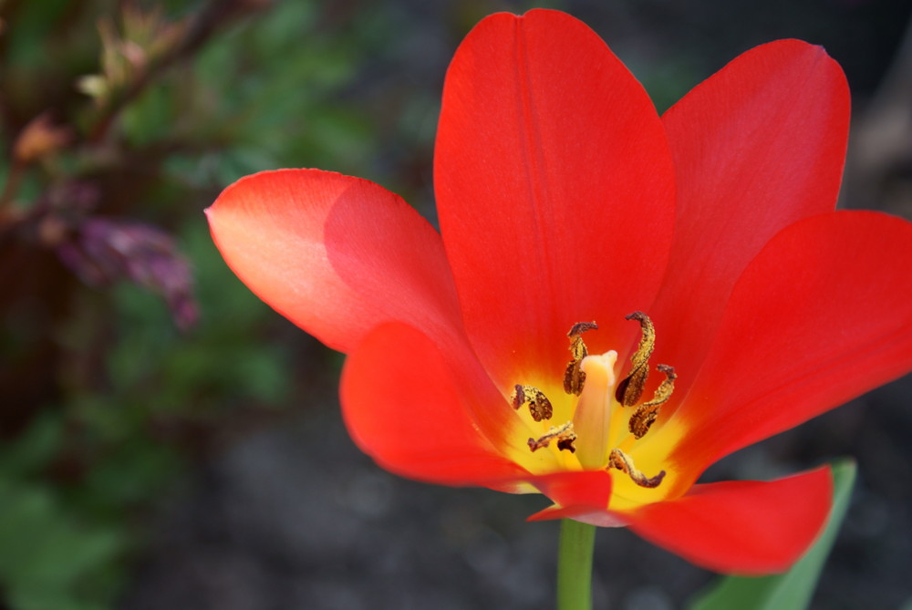 Rote Blüte