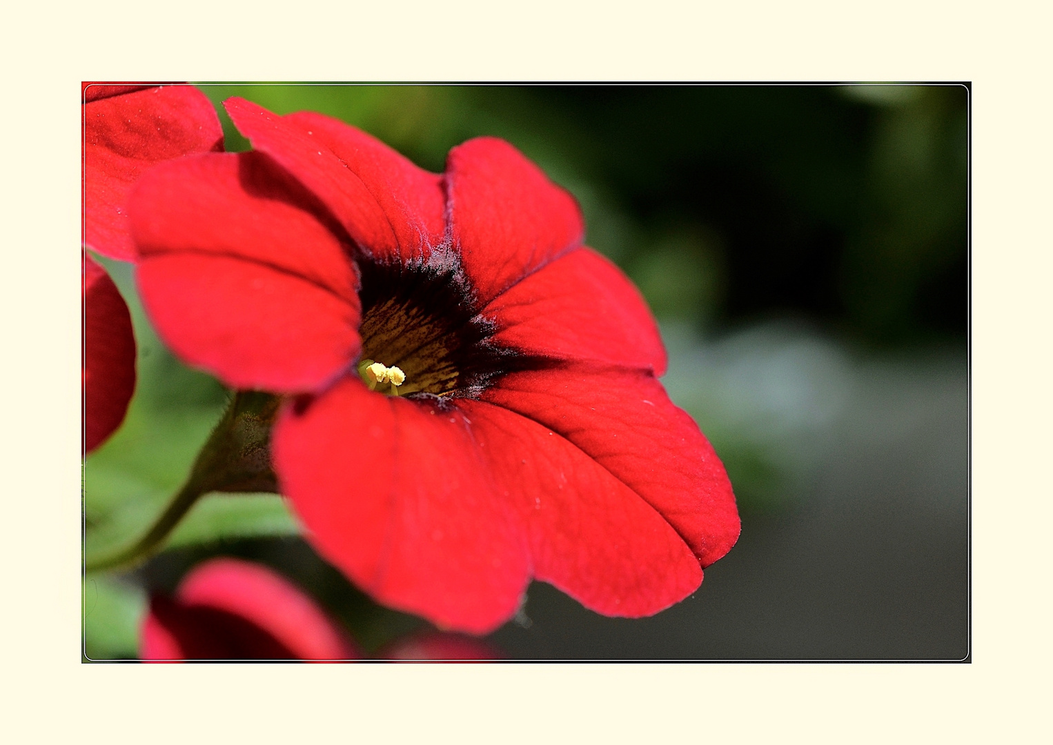 rote Blüte