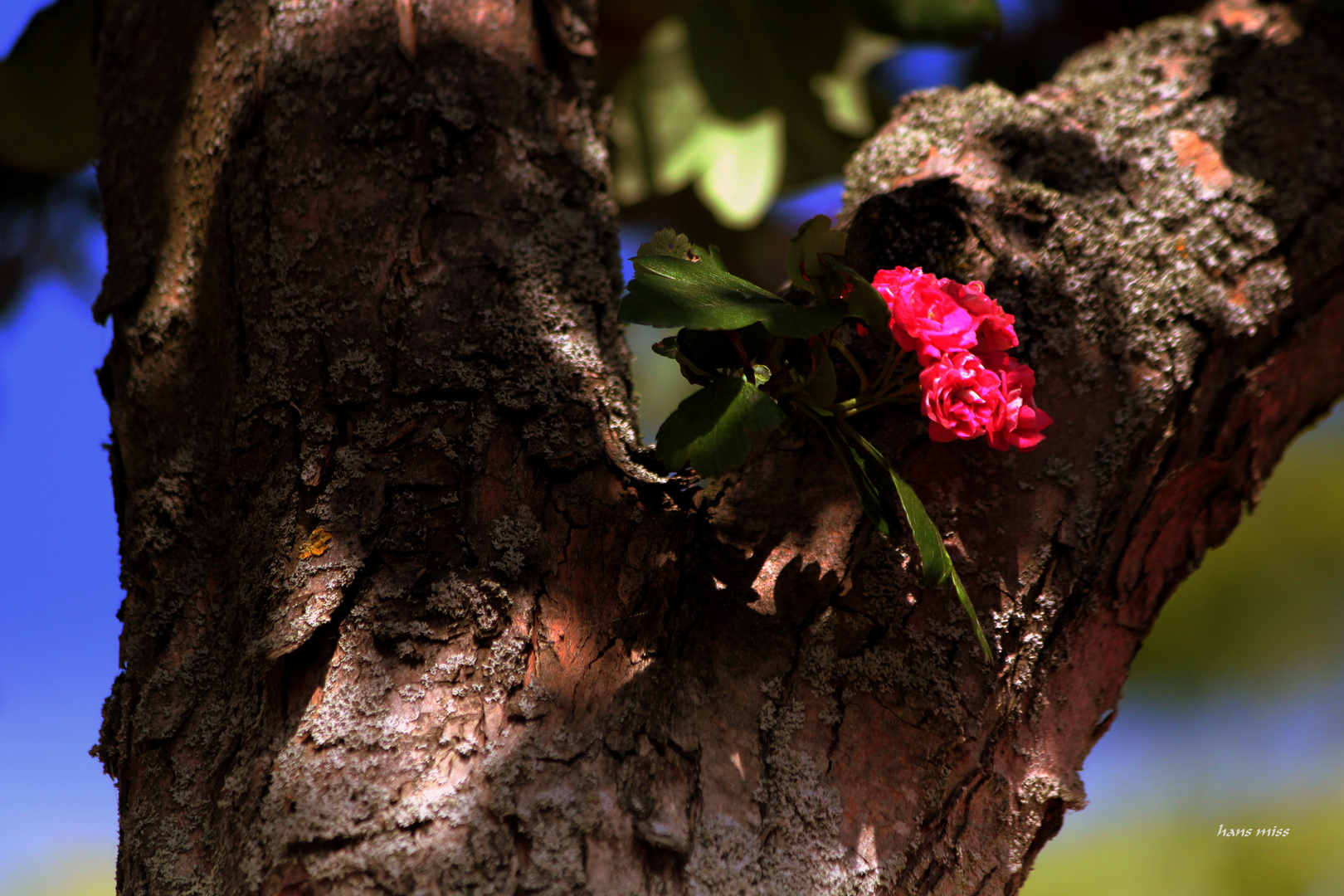 Rote Blüte