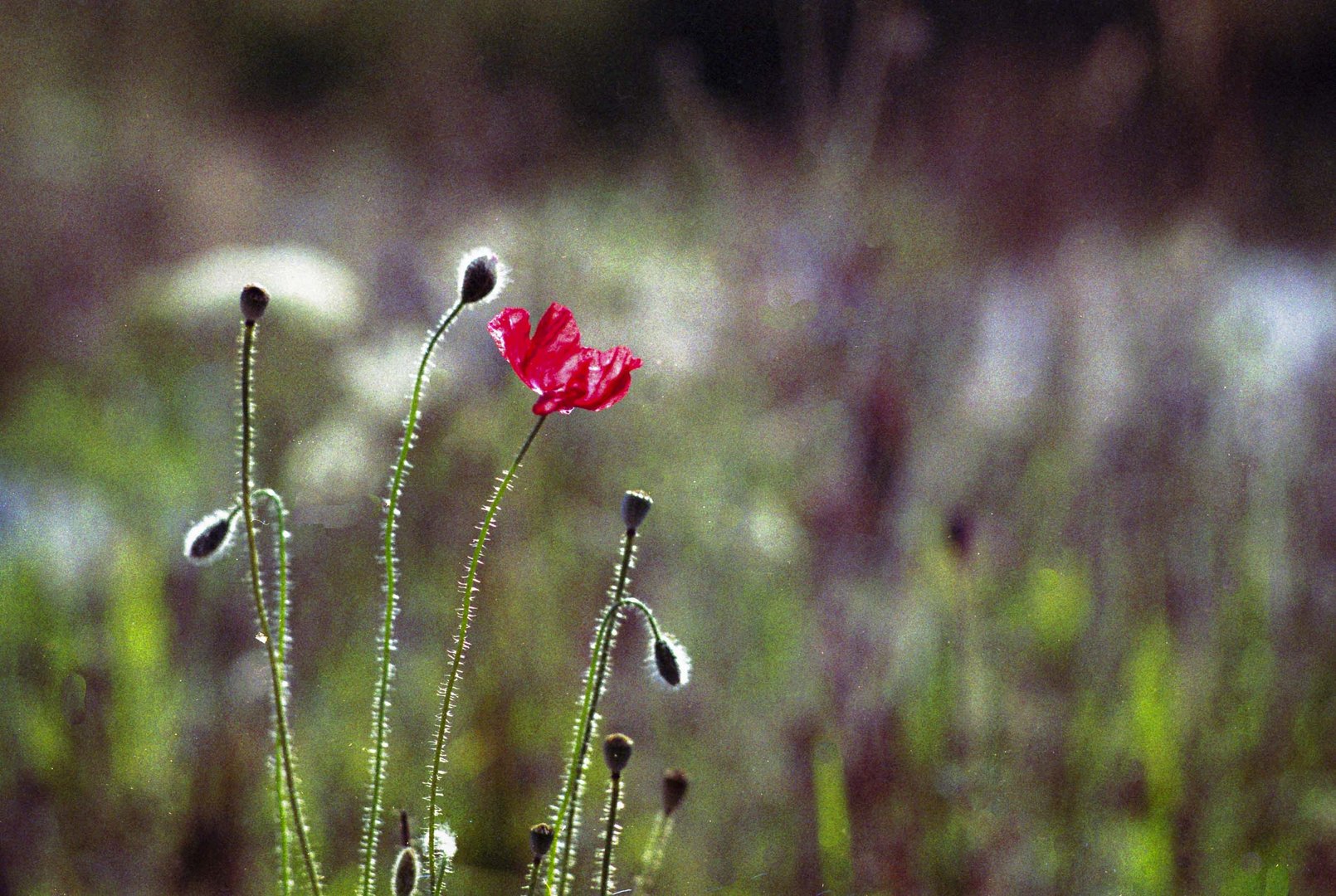 Rote Blüte / ganz analog