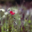 Rote Blüte / ganz analog