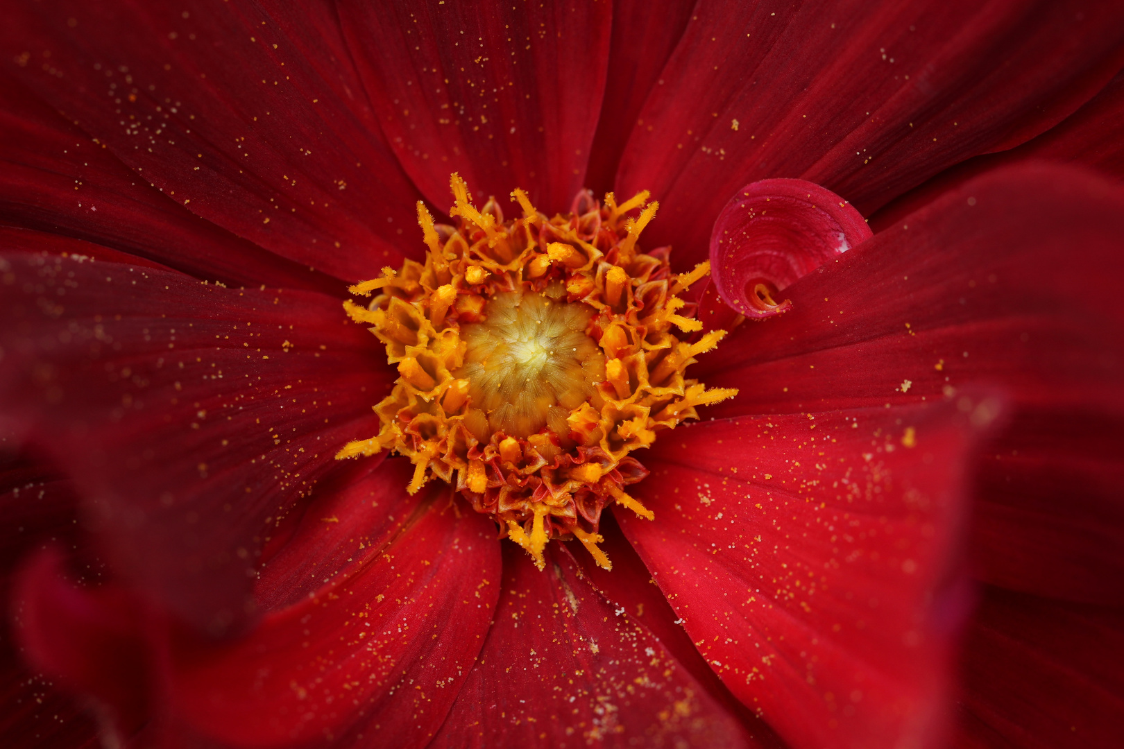 rote Blüte ganz nah