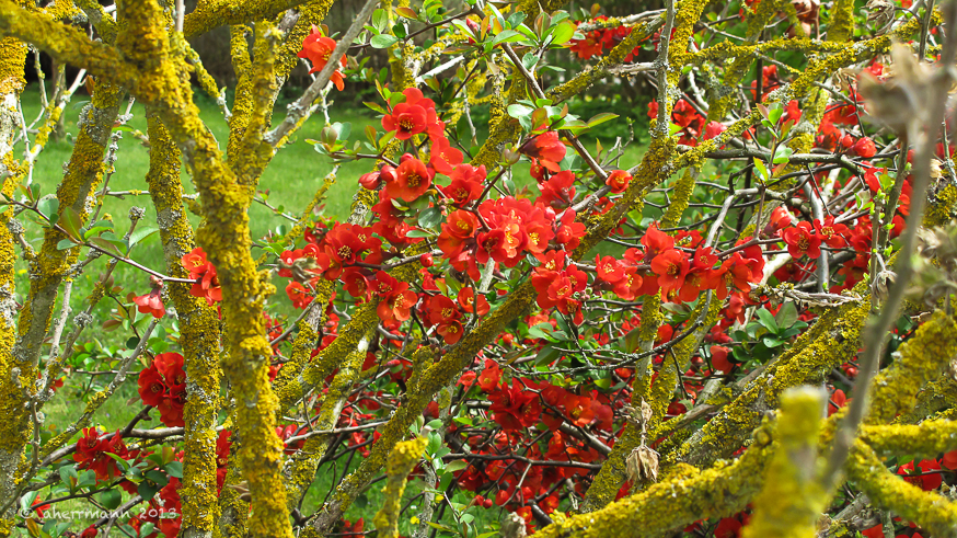 rote bluete hinter gelber flechte