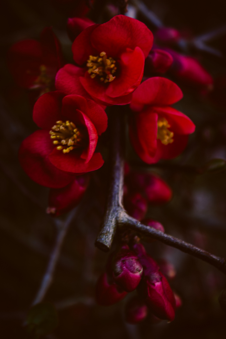 Rote Blüte im Busch