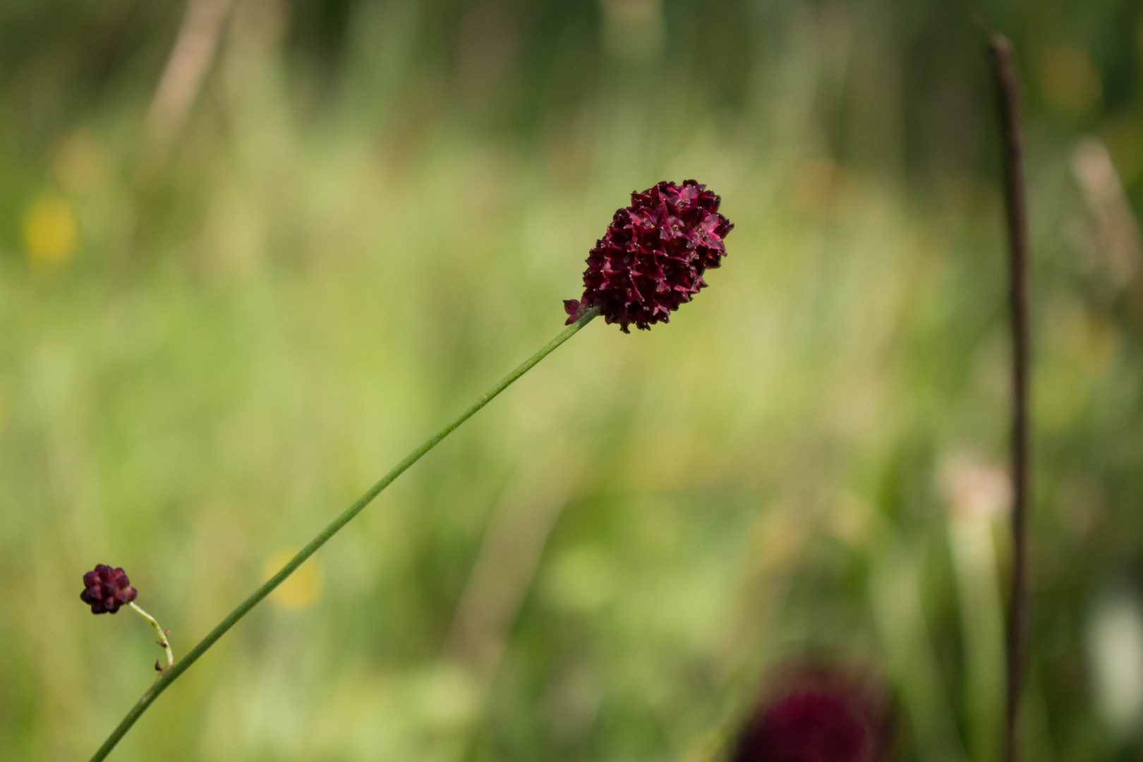 Rote Blüte im Rabengrund (Wettbewerb 03/20) 