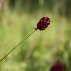 Rote Blüte im Rabengrund (Wettbewerb 03/20) 