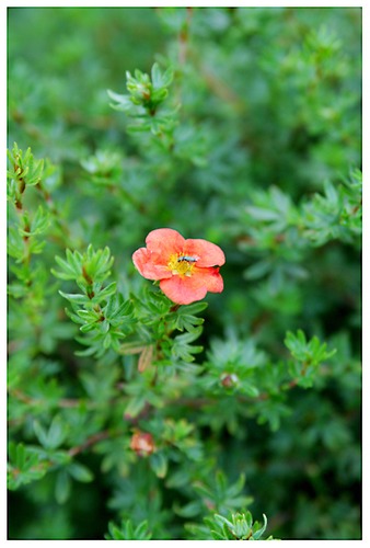 rote blüte mit käfer