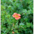 rote blüte mit käfer