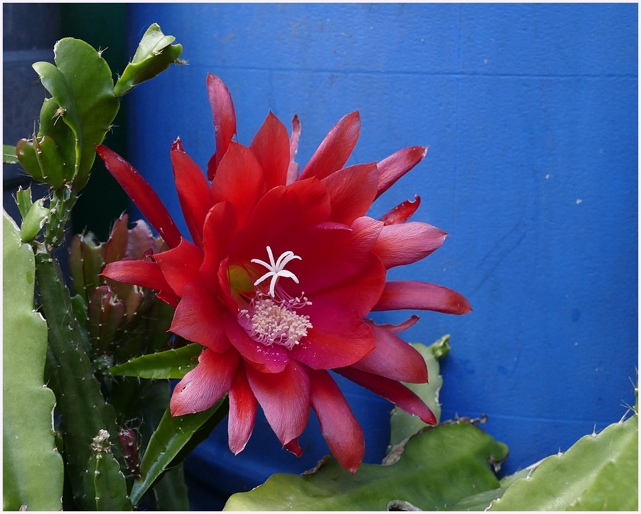 Rote Blüte vor blauem Grund