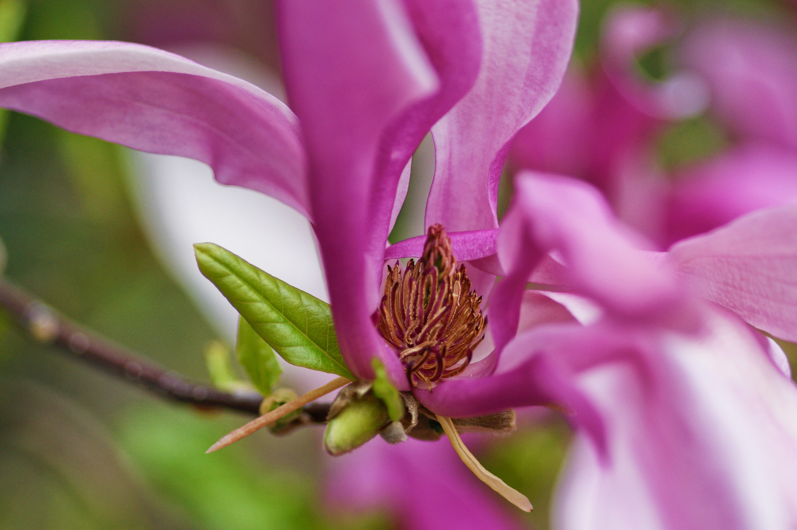 rote blüten 3